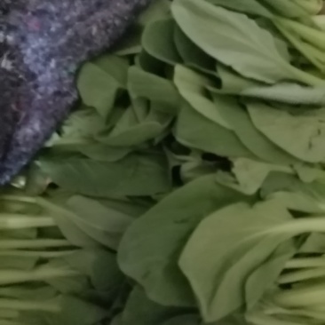 精品小青菜