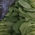 精品小青菜