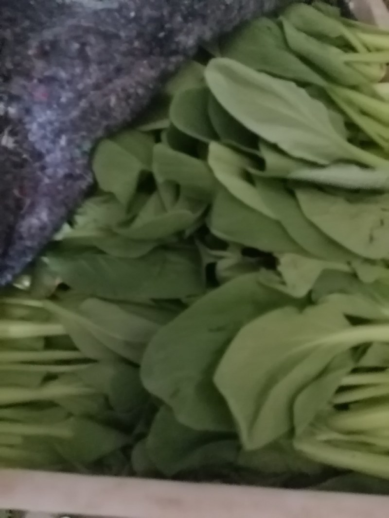 精品小青菜
