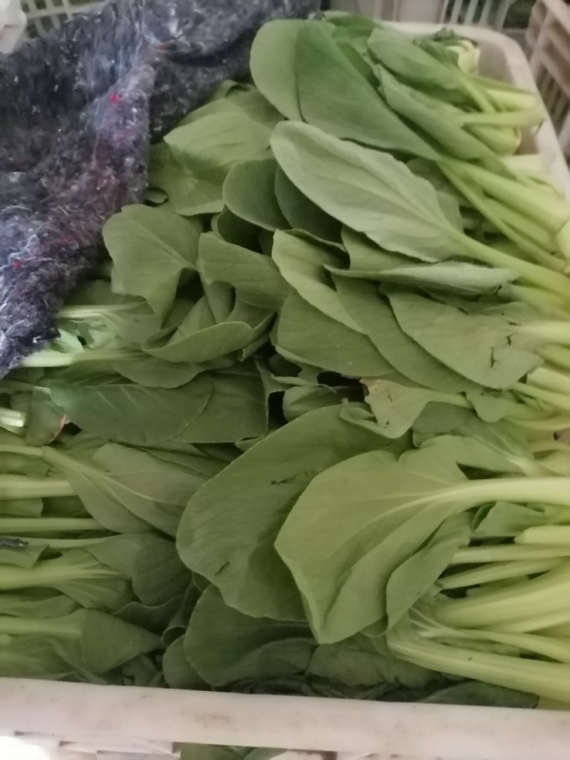 精品小青菜