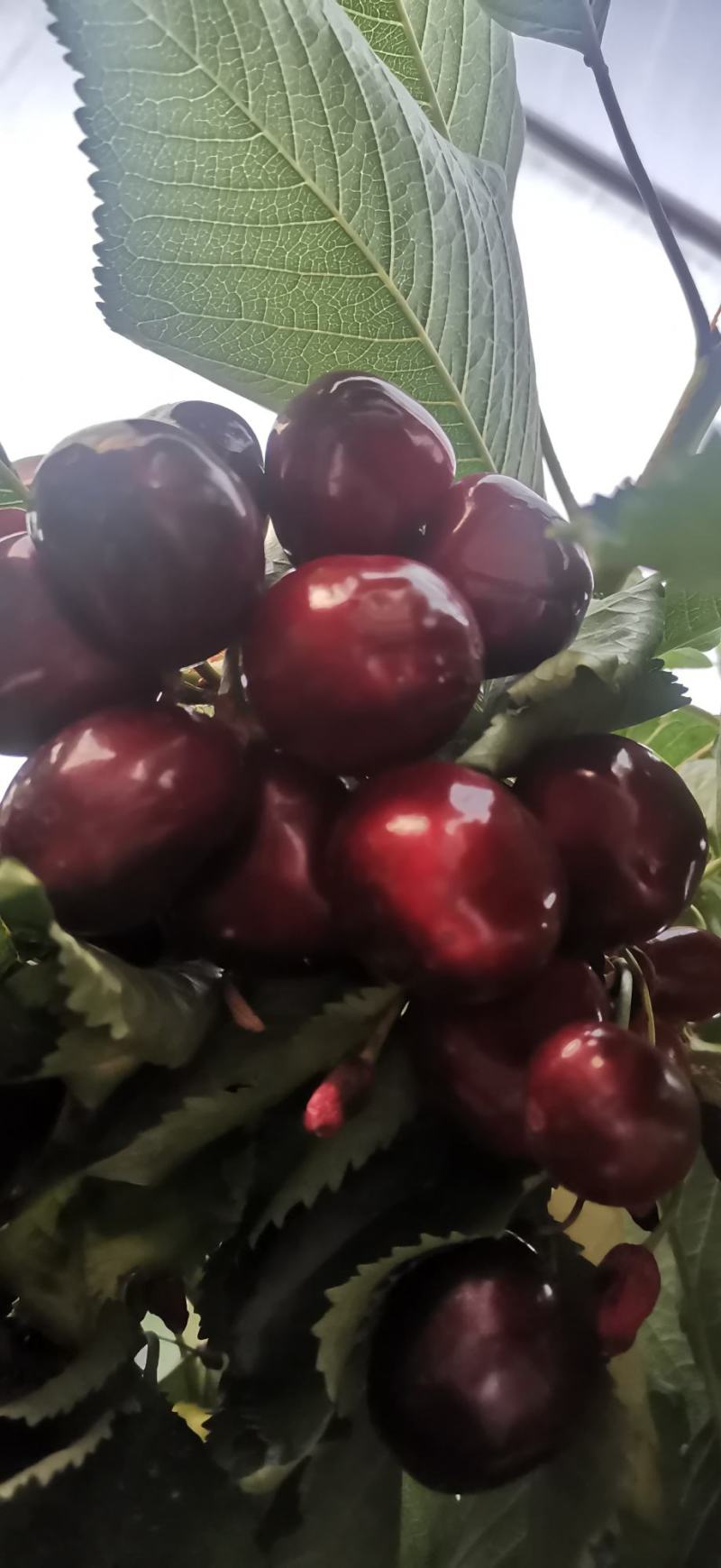 大连旅顺樱桃🍒