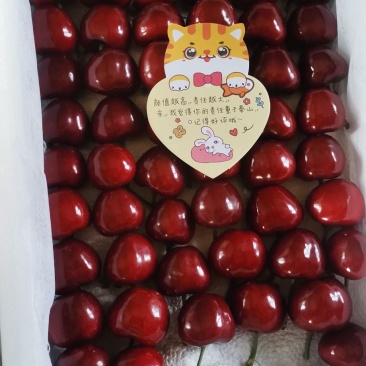 大连旅顺樱桃🍒