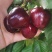 大连旅顺樱桃🍒