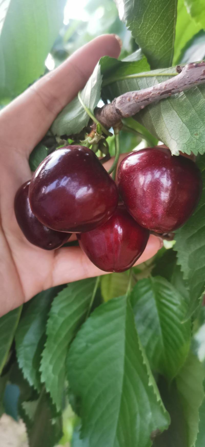 大连旅顺樱桃🍒