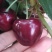 大连旅顺樱桃🍒