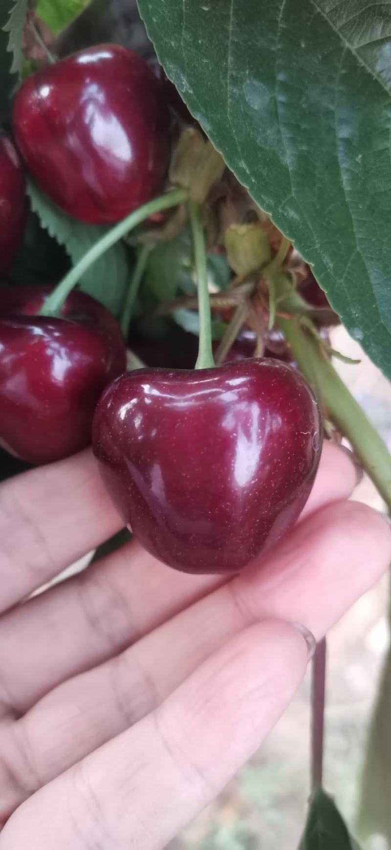 大连旅顺樱桃🍒