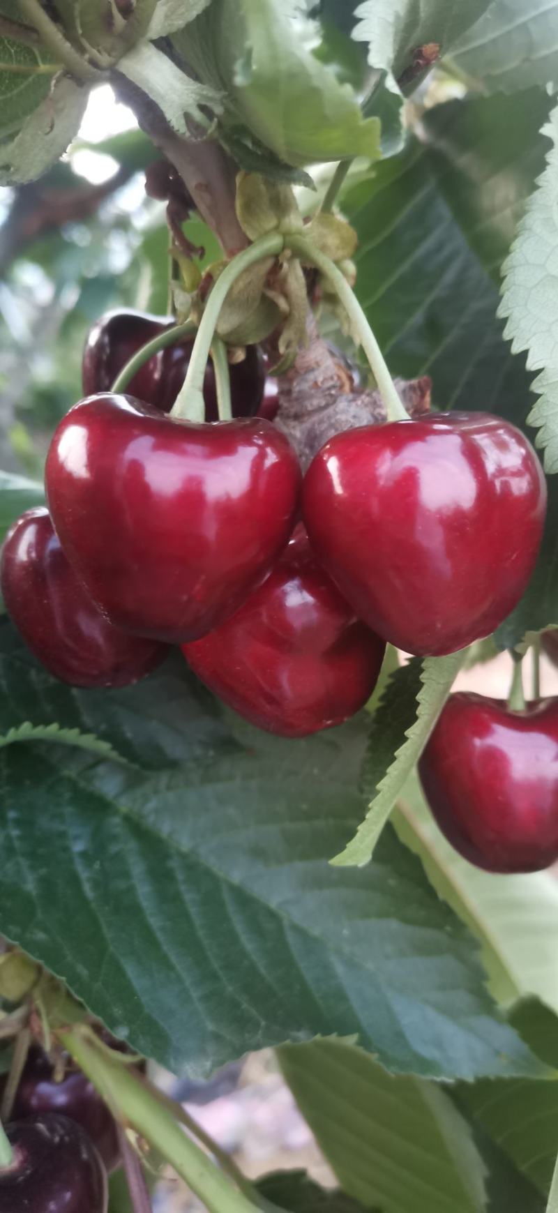 大连旅顺樱桃🍒