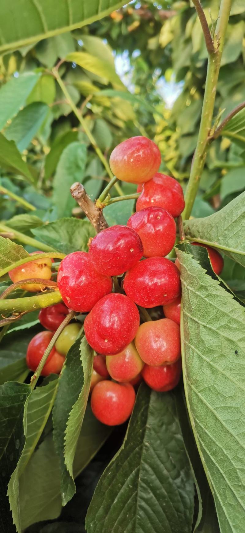 大连旅顺樱桃🍒
