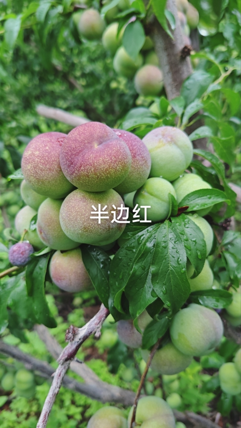 半边红李子代收一件代发
