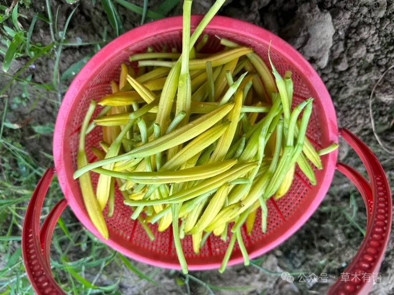 黄花菜