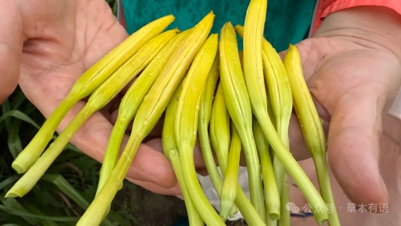 黄花菜