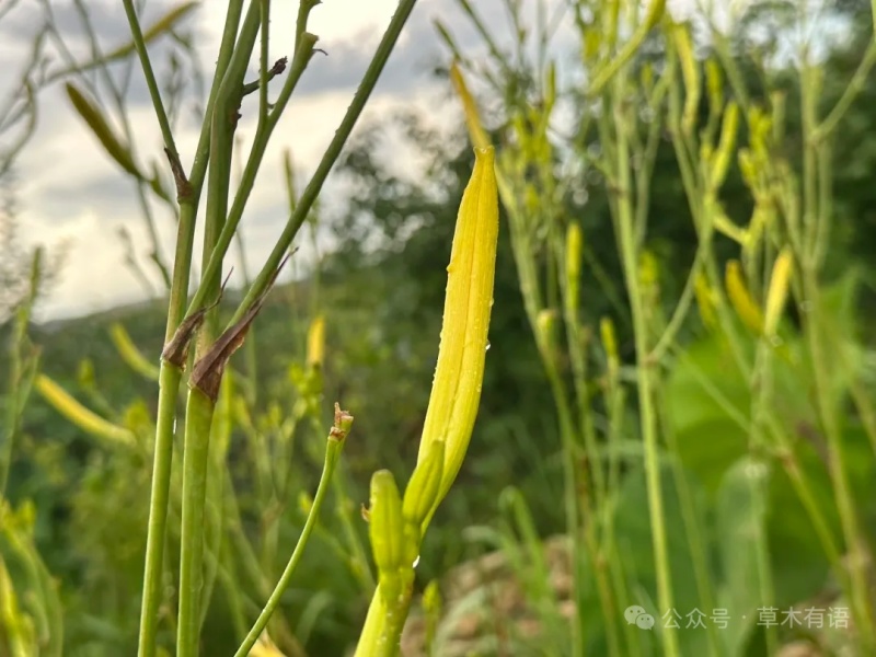 黄花菜