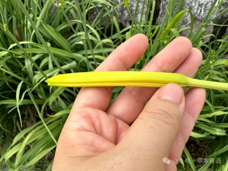 黄花菜