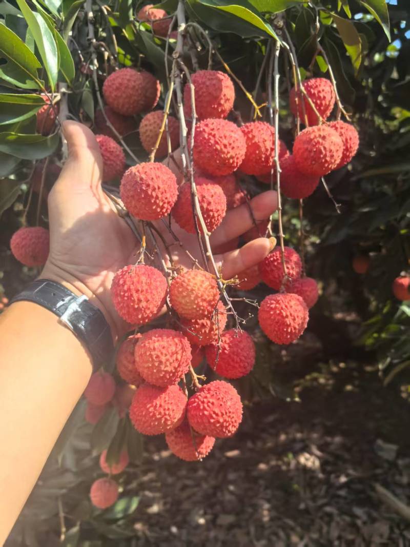 桂味，黑叶，凤花，荔枝大量上市，收购价0.9-2块