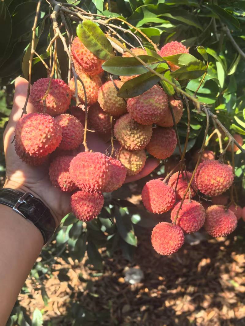 桂味，黑叶，凤花，荔枝大量上市，收购价0.9-2块
