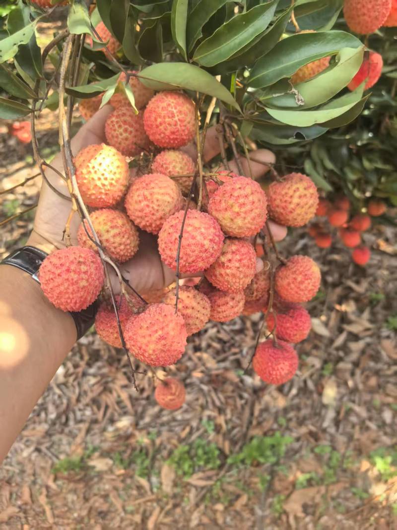 桂味，黑叶，凤花，荔枝大量上市，收购价0.9-2块