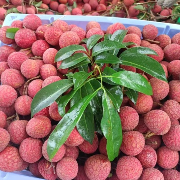 桂味，黑叶，凤花，荔枝大量上市，收购价0.9-2块