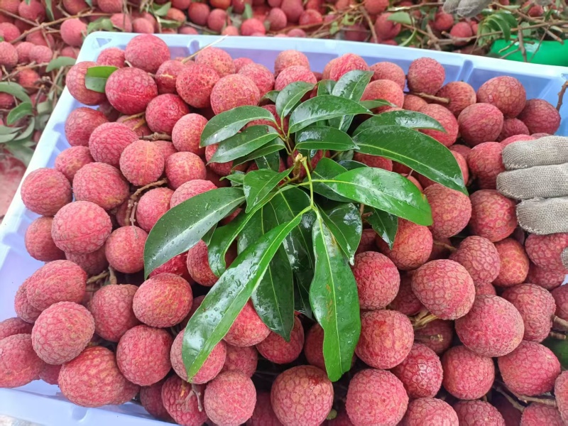 桂味，黑叶，凤花，荔枝大量上市，收购价0.9-2块