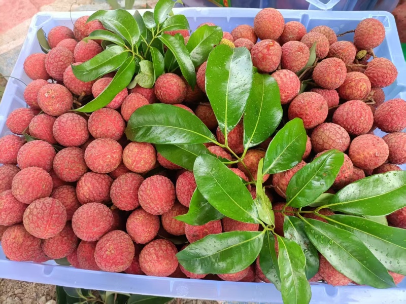 桂味，黑叶，凤花，荔枝大量上市，收购价0.9-2块