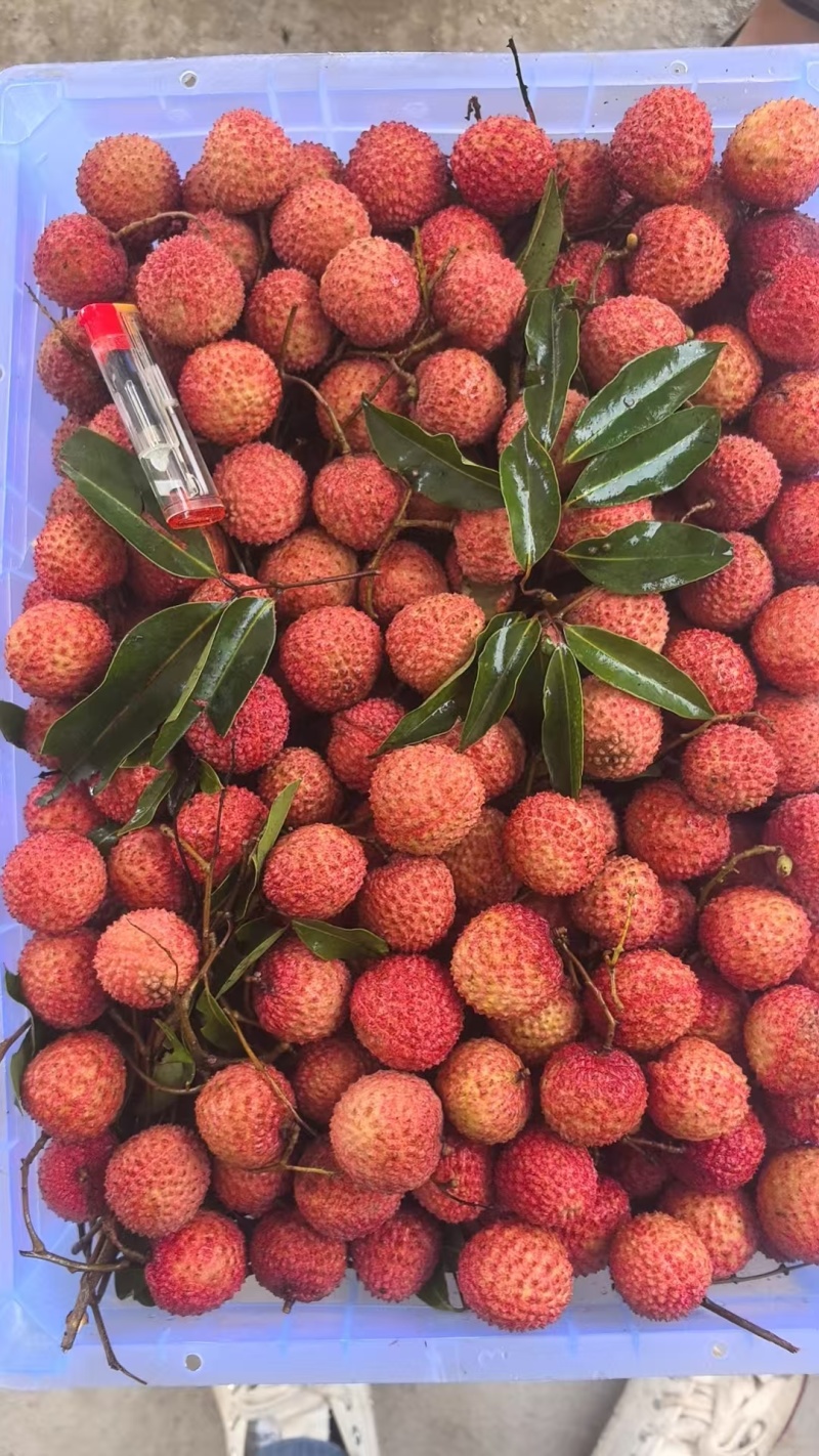 桂味，黑叶，凤花，荔枝大量上市，收购价0.9-2块