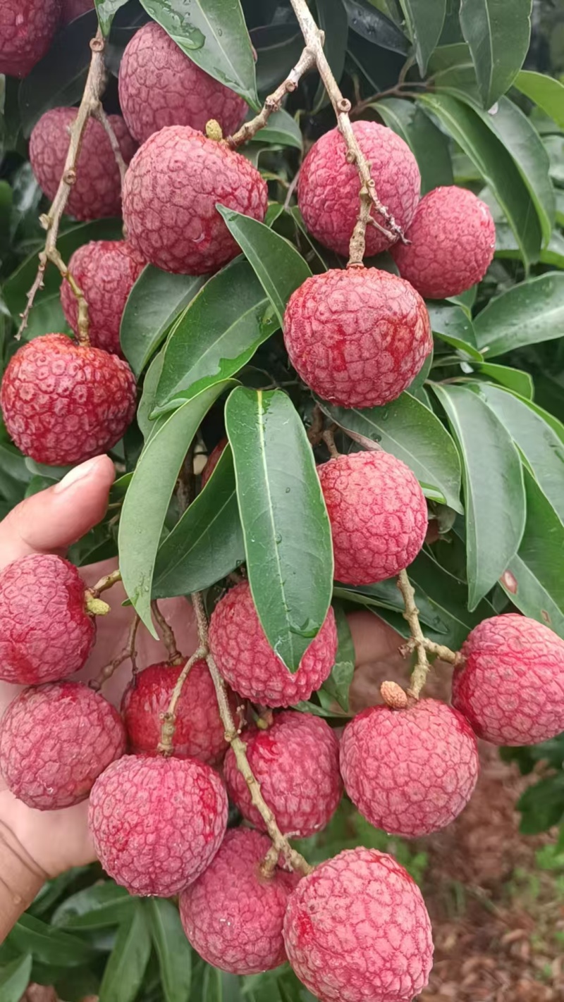 桂味，黑叶，凤花，荔枝大量上市，收购价0.9-2块