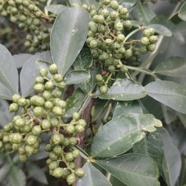 青花椒干货