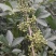 青花椒干货