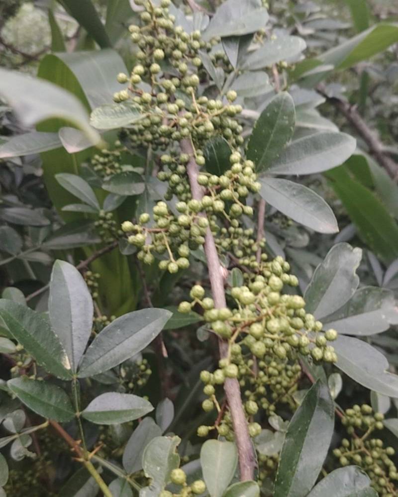 青花椒干货