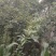 青花椒干货