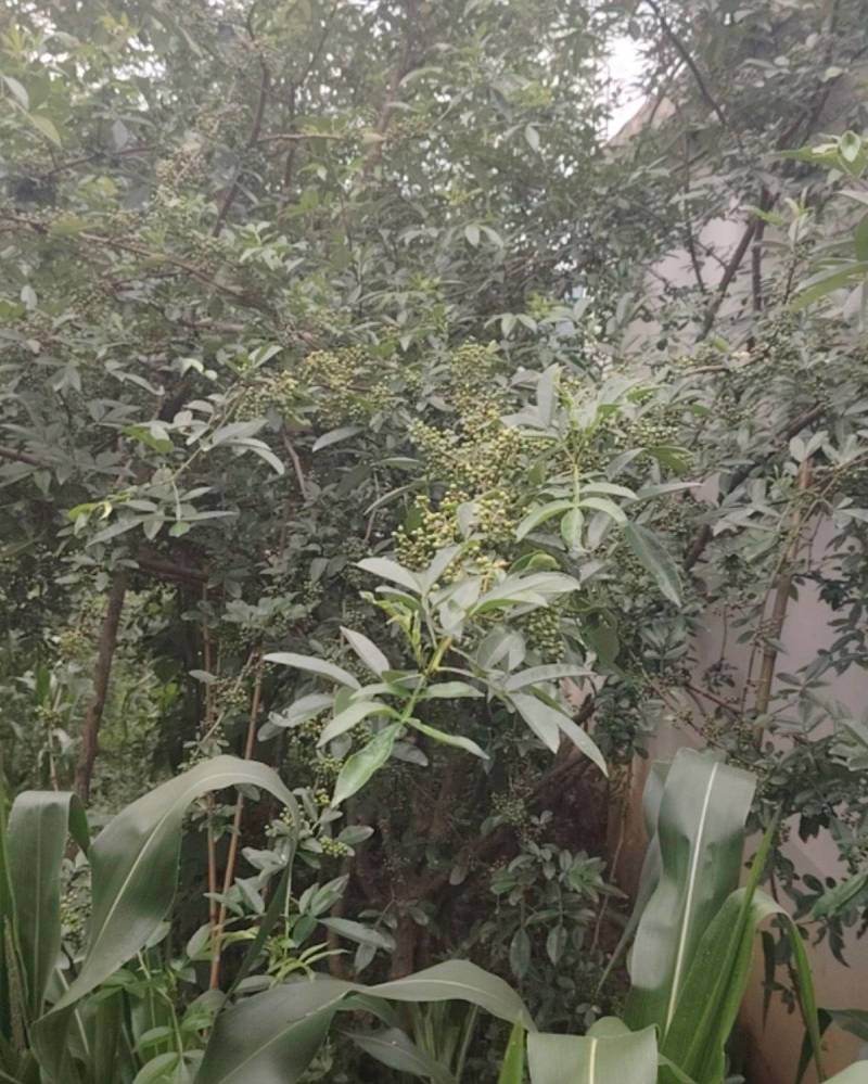 青花椒干货