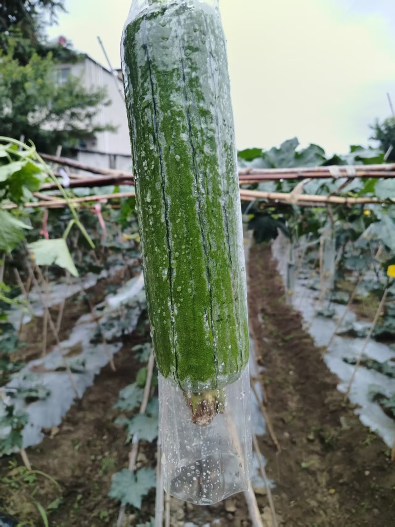 丝瓜