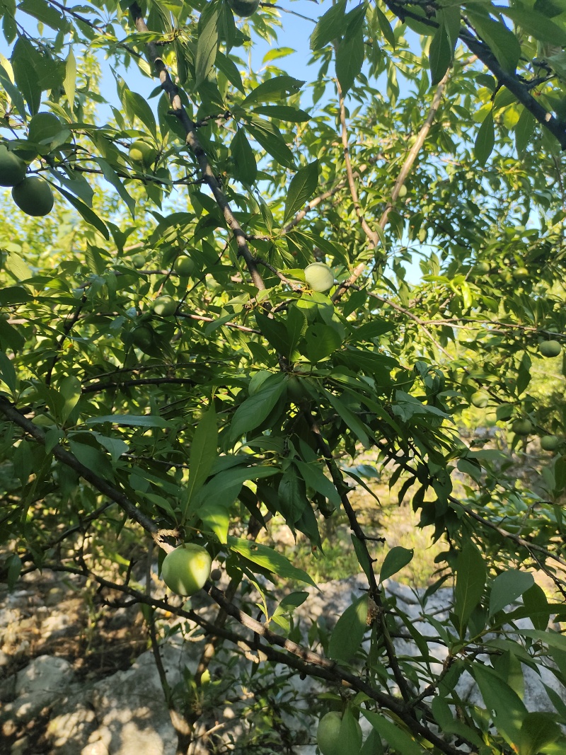贵州织金青脆李