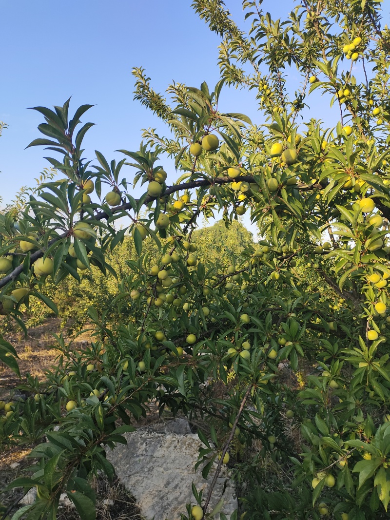 贵州织金青脆李