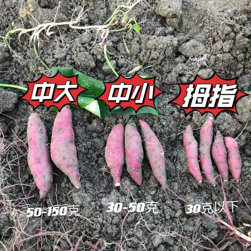 正宗天目小香薯