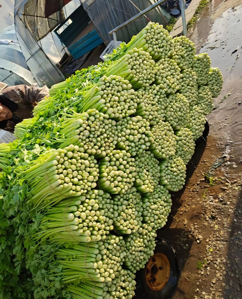 芹菜
