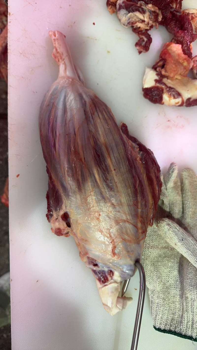 每天现宰鲜黄牛