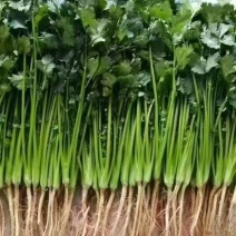 精品香菜，量大价优！专业代收代发各种昆明菜