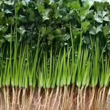 精品香菜，量大价优！专业代收代发各种昆明菜
