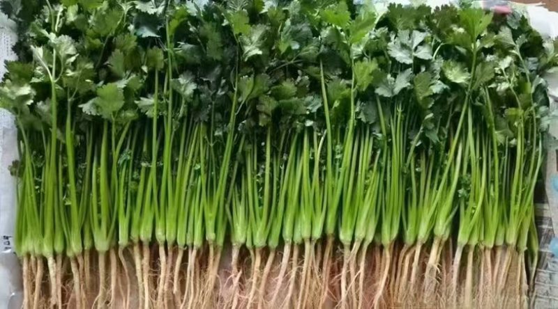 精品香菜，量大价优！专业代收代发各种昆明菜