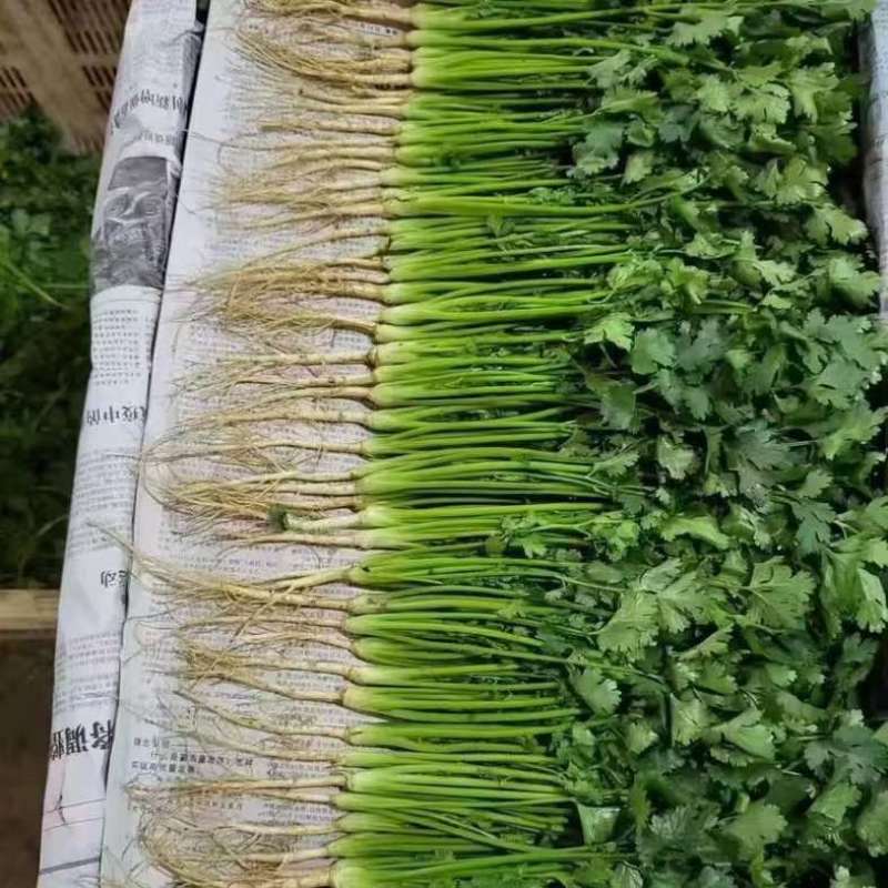 精品香菜，量大价优！专业代收代发各种昆明菜