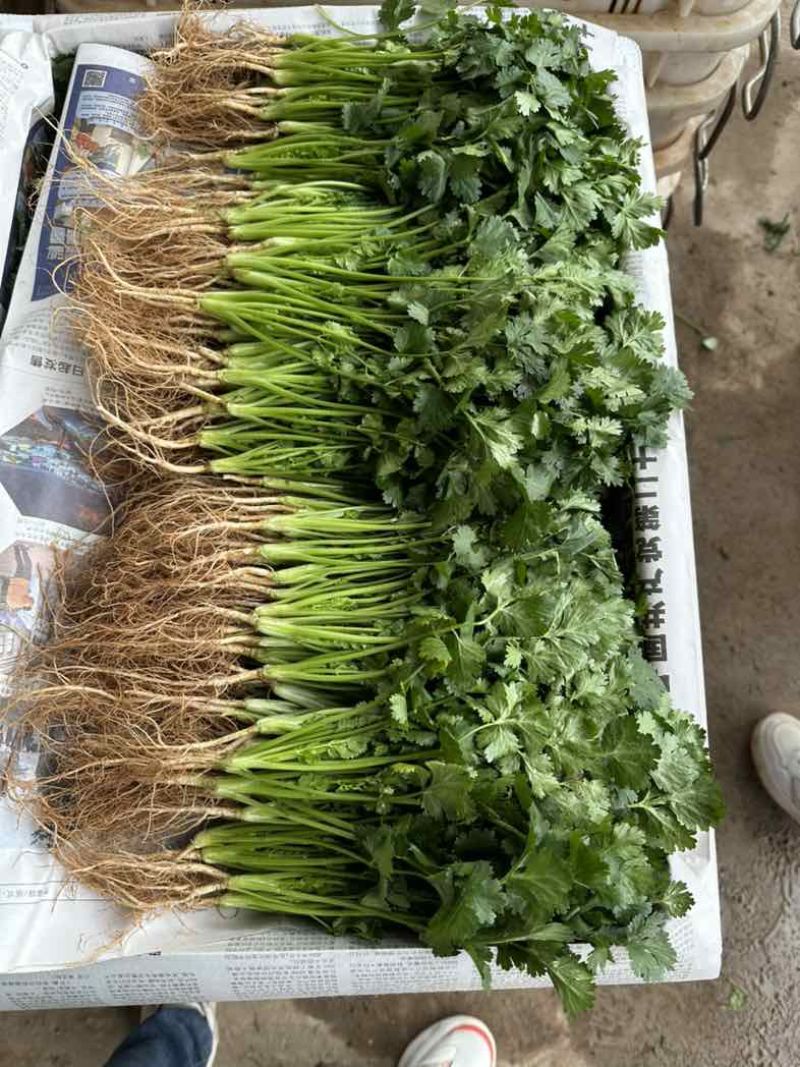 精品香菜，量大价优！专业代收代发各种昆明菜
