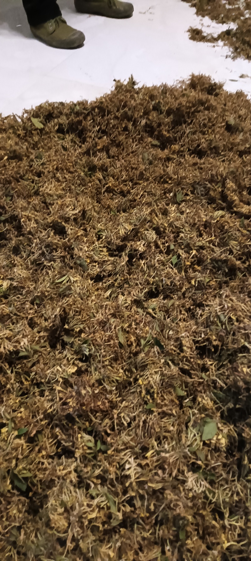 贵州安龙县德卧镇金银花