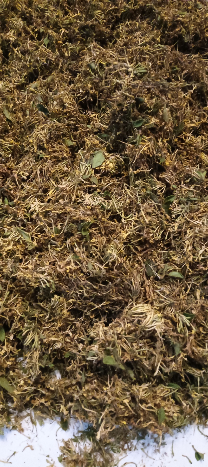 贵州安龙县德卧镇金银花