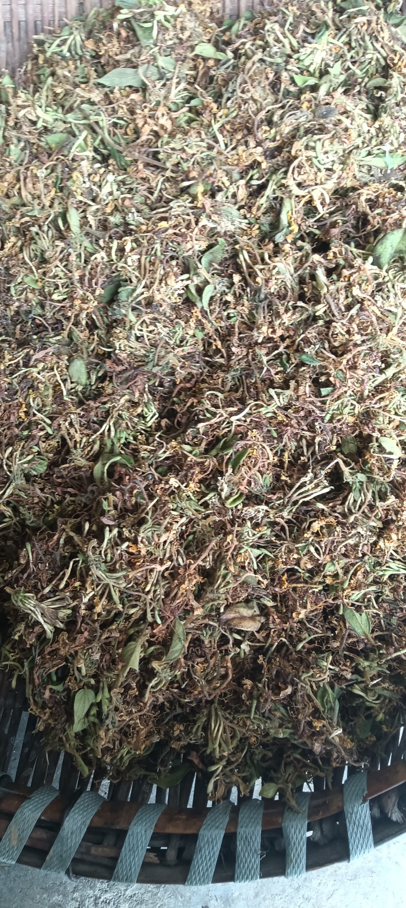贵州安龙县德卧镇金银花