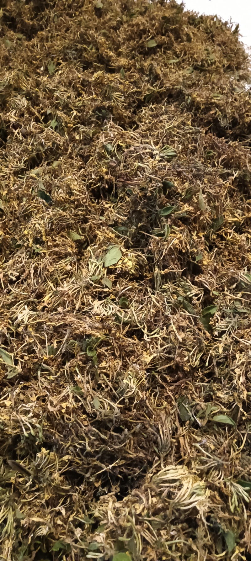 贵州安龙县德卧镇金银花