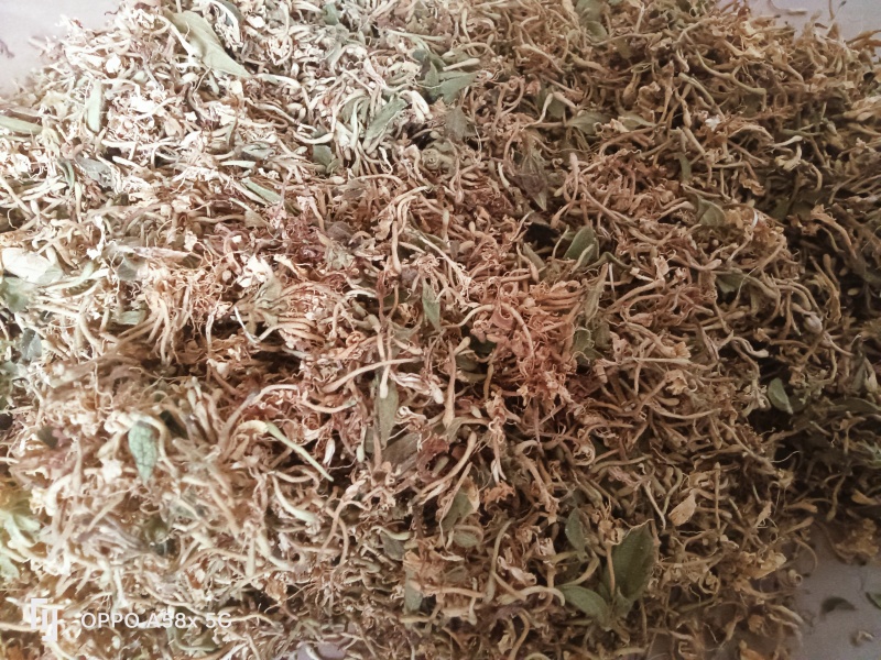 贵州安龙县德卧镇金银花