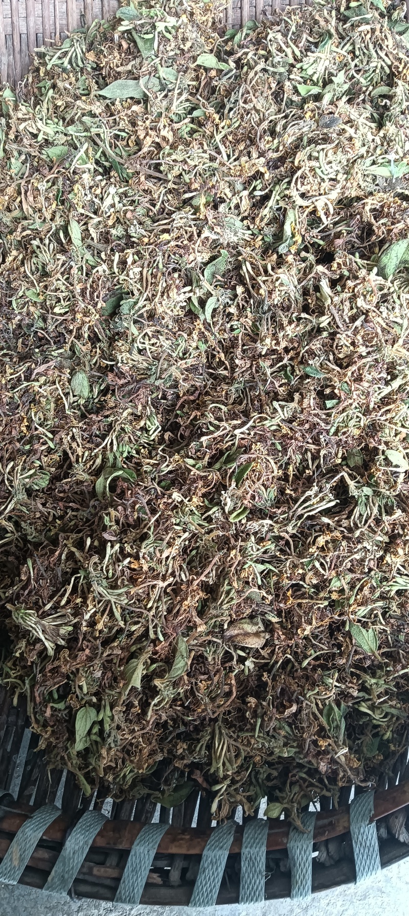 贵州安龙县德卧镇金银花