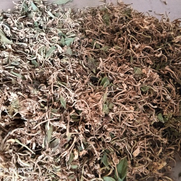 贵州安龙县德卧镇金银花