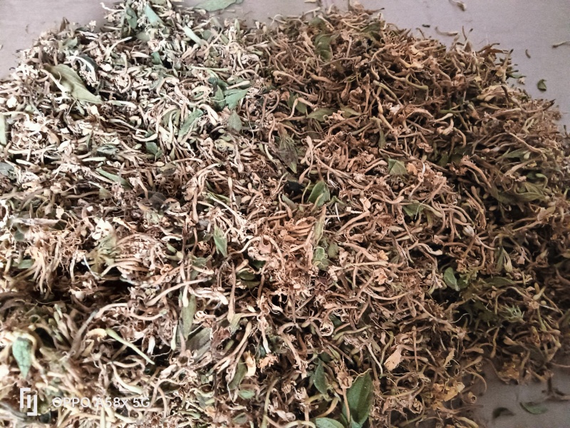 贵州安龙县德卧镇金银花