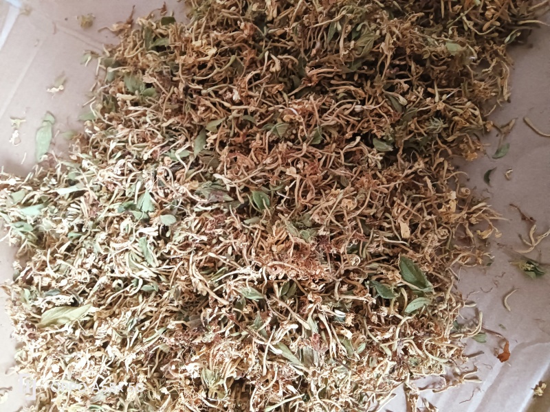 贵州安龙县德卧镇金银花